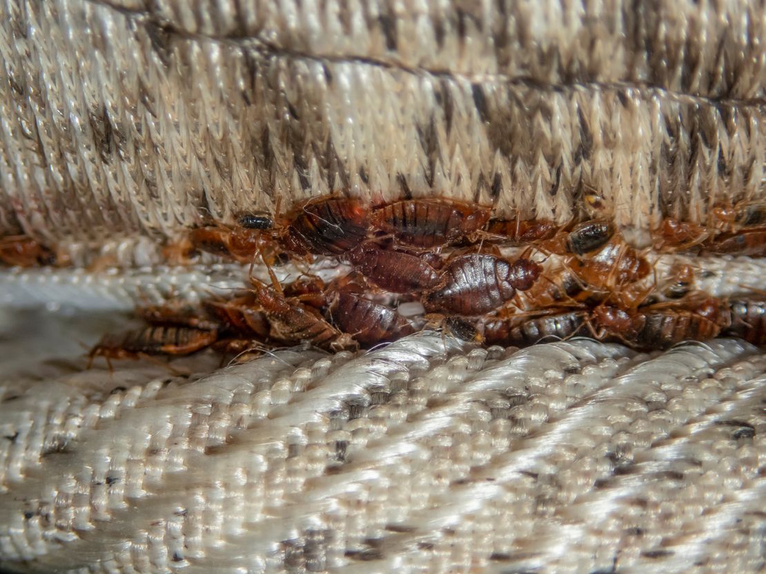 Best Bedbugs Exterminator Near Me for Immediate Help